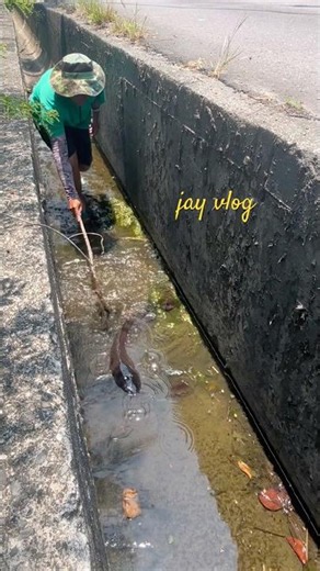 big catfish, the water in the canal has drained out😱😱😱 #catfishfishing #fishing