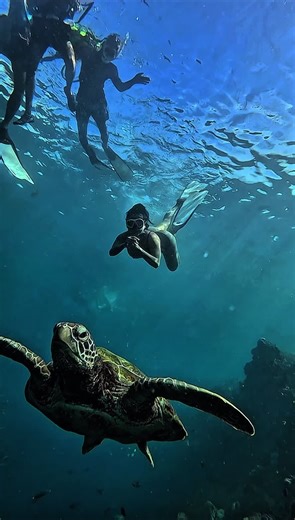 Exploring Moalboal: A Snorkeling Adventure