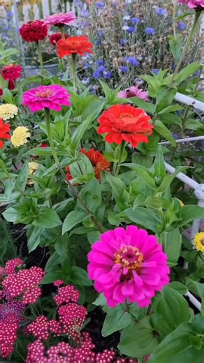 #1145 #Houseplants #Zinnia | Zinnias | Zinnia Theme | Zinnia Flower | Zinnia Plant | Zinia | Cynie