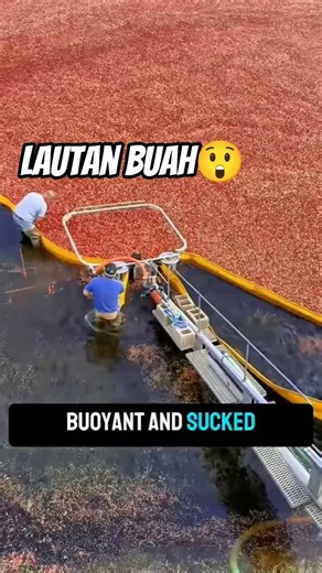 Panen Buah Cranberry #shortsviral #trendingnow #facts #factsdaily #factshorts #factsvideo