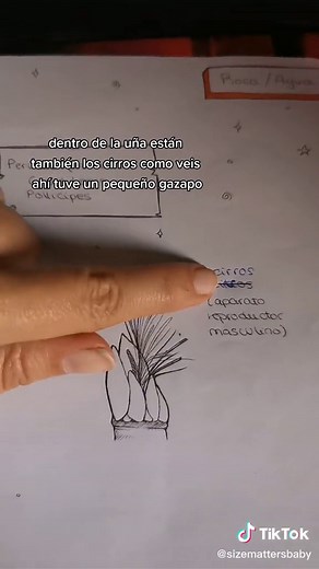 Cazabichos Anna on TikTok