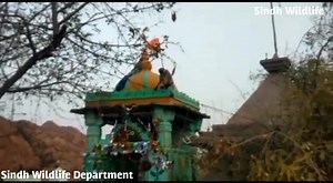 1.4K views · 84 reactions | Covered in gray fur having black face &...