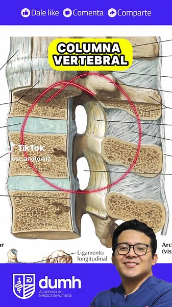 Ligamentos de la Columna Vertebral: Anatomía Esencial