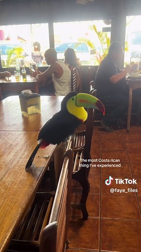 Exploring the Charm of Costa Rica with Toucans