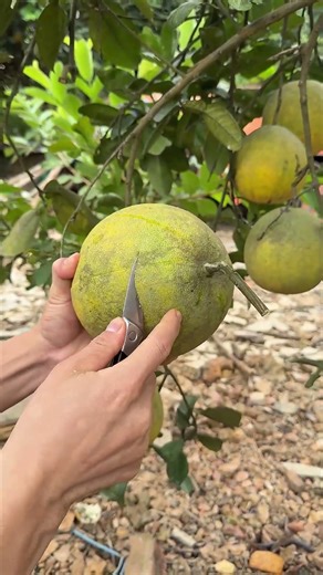 Delicious Green Skin Grapefruit #fruit #fruitcutting #grapefruit #shorts #foryou
