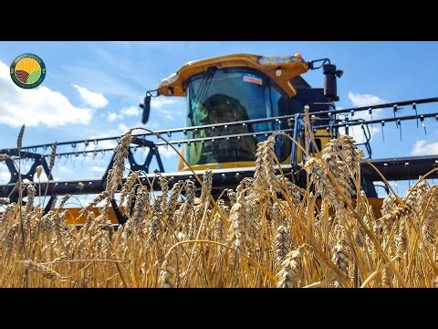How Farmers Harvest Millions Of Tons Of Wheat Wheat Processing Factory Farming Documentary