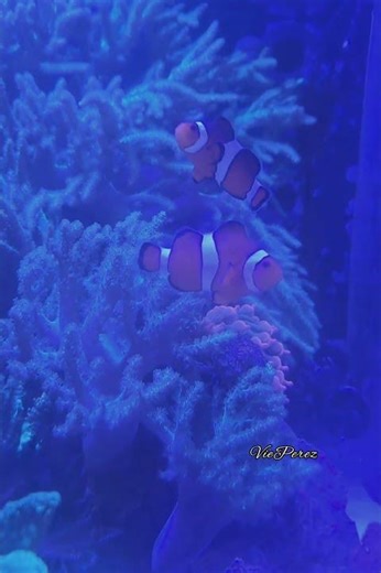 Cute Clownfish in the Aquarium | Ocean Life