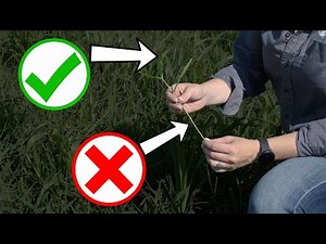 Do you know what your cattle are eating? How to sample your cattle's forage for quality.