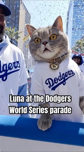 Dodgers Parade 2025 My Cat Celebrates Back To Back Titles 🏆 Meet Luna!
