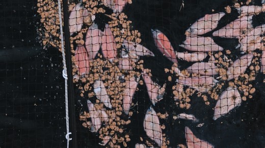 Thousands of salmon dying in Tasmania as industry grapples with disease, antibiotics and 'chunks' washing ashore