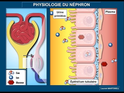 Nephron physiology: glomerular filtration, tubular reabsorption and secretion