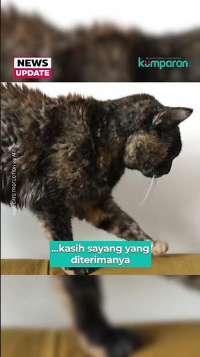 Flossie, Kucing Tertua di Dunia Berusia 30 Tahun