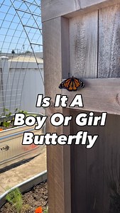 Who already knew how to tell the difference between male and female monarchs? #monarch #monarchbutterfly #savethemonarchs #butterflies #backyardgardening #backyardhomestead | Backyard Rancher