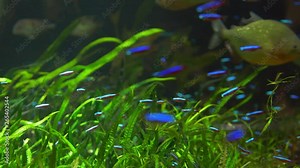 Cardinal tetra (Paracheirodon axelrodi) in natural habitat Stock Video