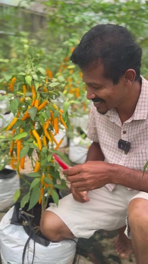 දැවිල්ලද ? How do you neutralize spicy taste?