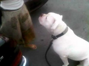 175 pound bulldog mastiff mix!