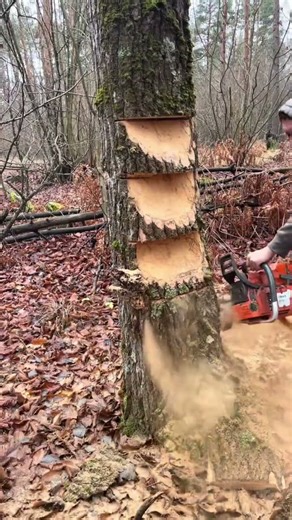 how to do tree felling
