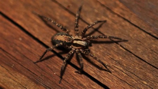 How to keep spiders out of your home using 7 simple and natural methods
