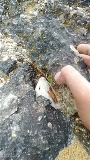 Camouflaged animals / Hidden animals