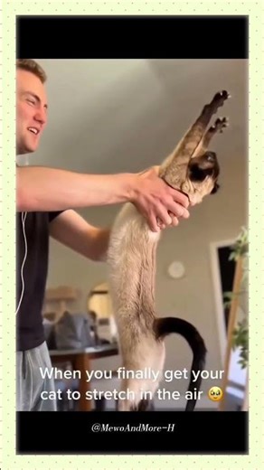 Cats Who Love to Stretch: The Ultimate Relaxation Compilatio #cat #cats