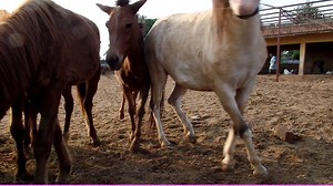A peaceful day among the rescued horses at Help Animals India grantee, People for Animals- Chennai (PFA). These beautiful horses have been rescued from working industries where they suffered severe neglect and abuse. Now they are living their days out in peace. Help Animals India works to empower grassroots animal protection organizations through financial and consultation support. We also work to connect donor with effective organizations. To learn more, visit www.helpanimalsindia.org | Help An