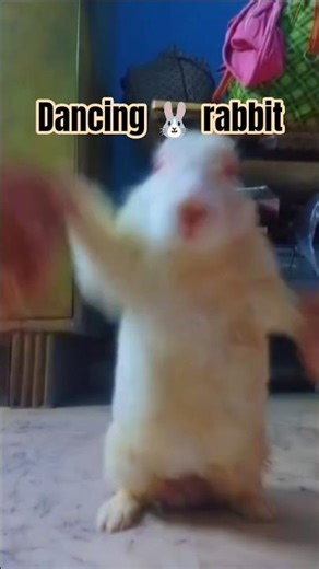 dancing rabbit 🐰 #kpop