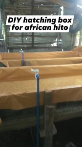 #shorts video # african hito hatching box for breeding | Pido San Tor