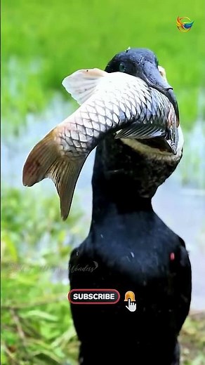 This Cormorant Just Ate a Fish Bigger Than Its Head!