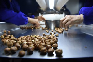georgian-hazelnut-plant-operational-again-amid-pandemic-eu-and-eib-group-support_en?s=221