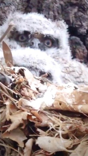 Great Horned Owl Family! #owlets #wildlife