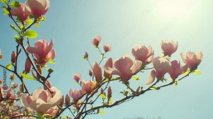 Magnolia flowers. Spring magnolia tree blossoming in park, branches of flowering magnolia swaying on the wind. Blooming garden plant Stock Video