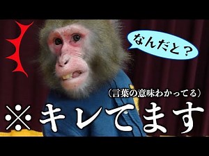 I tried telling a monkey "I hate you" in the same way I said "I love you"...it was genius.