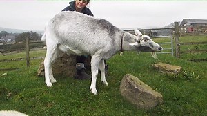 1.2K views · 49 reactions | Who doesn't enjoy a good back scratch? Here's Gary demonstrating the benefits......left a bit...... | Bleakholt Animal Sanctuary | Facebook