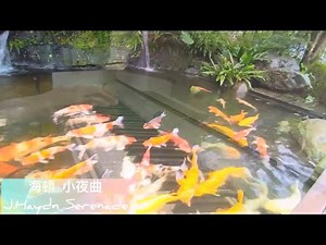 海頓小夜曲 J.Haydn Serenade