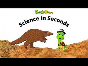 How Does a Pangolin Get Food? *Science in Seconds* TurtleDiary.com