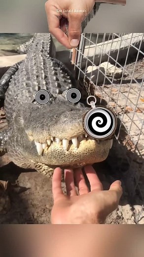 TheUntoldAnimals on Instagram: "How to hypnotize different animals . . . How to hypnotize different animals,how to hypnotize a cat,how to hypnotize a chicken,how to hypnotize a crocodile,how to hypnotize a shark,how to hypnotize a emu."