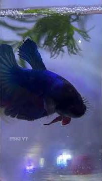 Why? We Should Not Feed Mosquito To Betta Fish! | ESKI YT