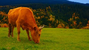 野生を間近に – 本物の野生動物との出会い (4K)