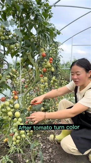 Tomato Farming Techniques for Healthy Harvest 🍅