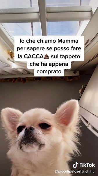 FiBiiiiiiiiiiiiii 🤬🤣 #perte #greenscreen #foryou #dogpoop