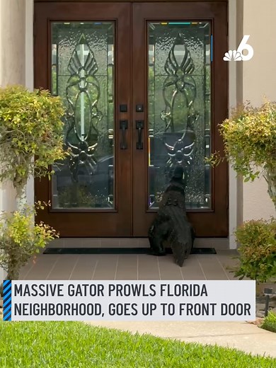 A Florida woman never imagined that upon returning home from work, a massive gator would block her entry. Jennifer Becker was forced to cautiously record the scene from inside her car and warn her neighbors to keep their distance. She then captured it on video appearing to knock on her next-door neighbor's front door. #florida #gator #neighbors #caughtoncamera