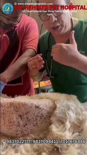 Ticks Trouble in Chow Chows 🐶❗ | Expert Tips by Dr. Sanjeev