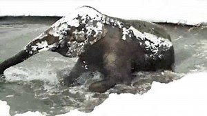 10K views · 384 reactions | Oregon Zoo animals playing in fresh snow. | FOX26 | Facebook