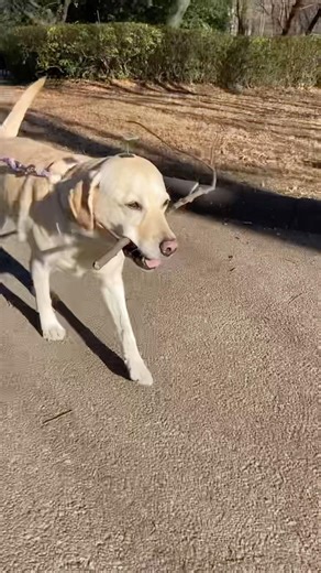大物を獲ってニコニコな大型犬が可愛すぎる#labrador 大型犬のいる生活 #チャンネル登録お願いします