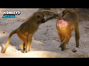 Monkeys Having Interactions With Friends
