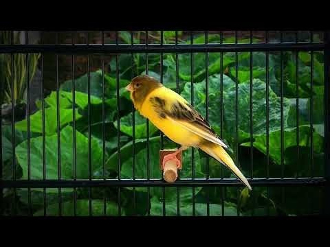 The Best Canary Training Secrets‼️ The Belgian Canary Sing Very Loudly 🐦