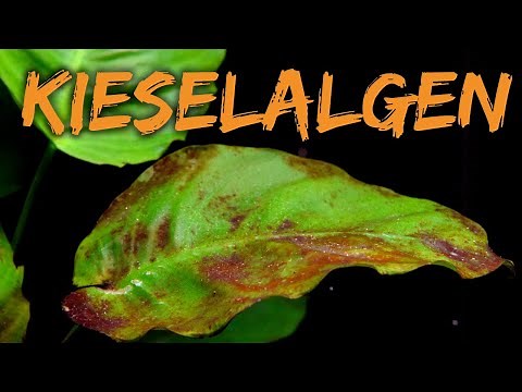 Diatoms | Causes, prevention & treatment | Brown slime algae | Algae in the aquarium