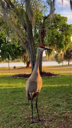 Go home Carl藍藍藍 #carlthecrane #animalsdoingfunnything #animalsdoingthings #naturelover #sandhillcrane | Carl Wildlife | Facebook