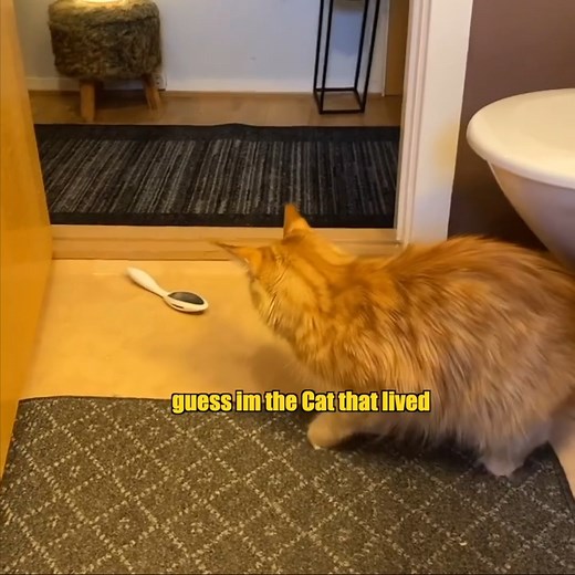 Cat vs Comb and a squirrel lookin for nuts (source vid from @explor.ef.urther) #klrproductions #voiceover #animalvoiceover #funny #animals | KLR Productions