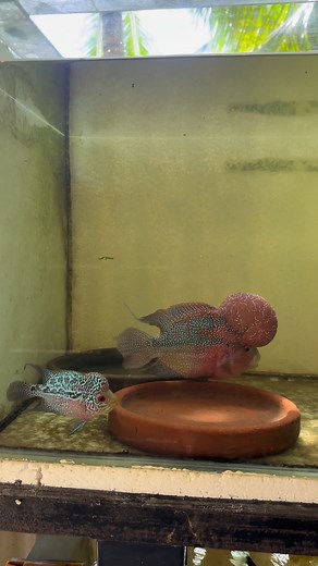 Practice 🤞🏻 #newfem #virgin #titoyflowerhorns #backyardminifishfarm #tabuelancebuph | Titoy Flowerhorns